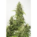 Haze XXL 3pk